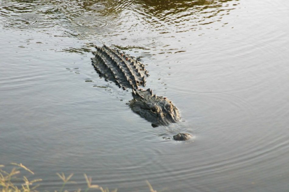 airboat swamp tours in new orleans