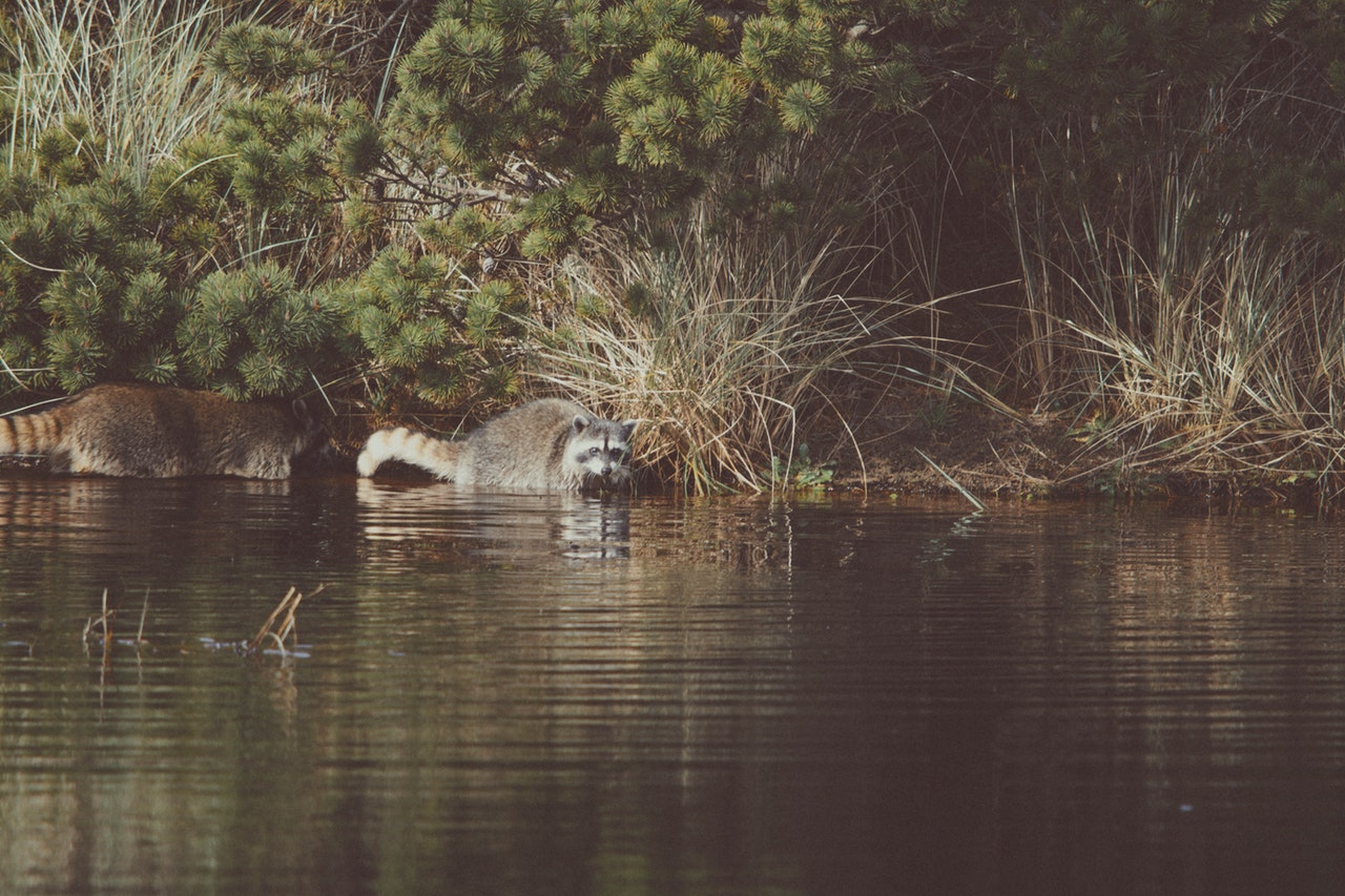 adventures in new orleans, raccoons in new orleans swamp