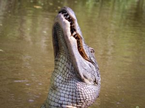 Discover the Thrill of a New Orleans Swamp Tour, alligator tour new orleans