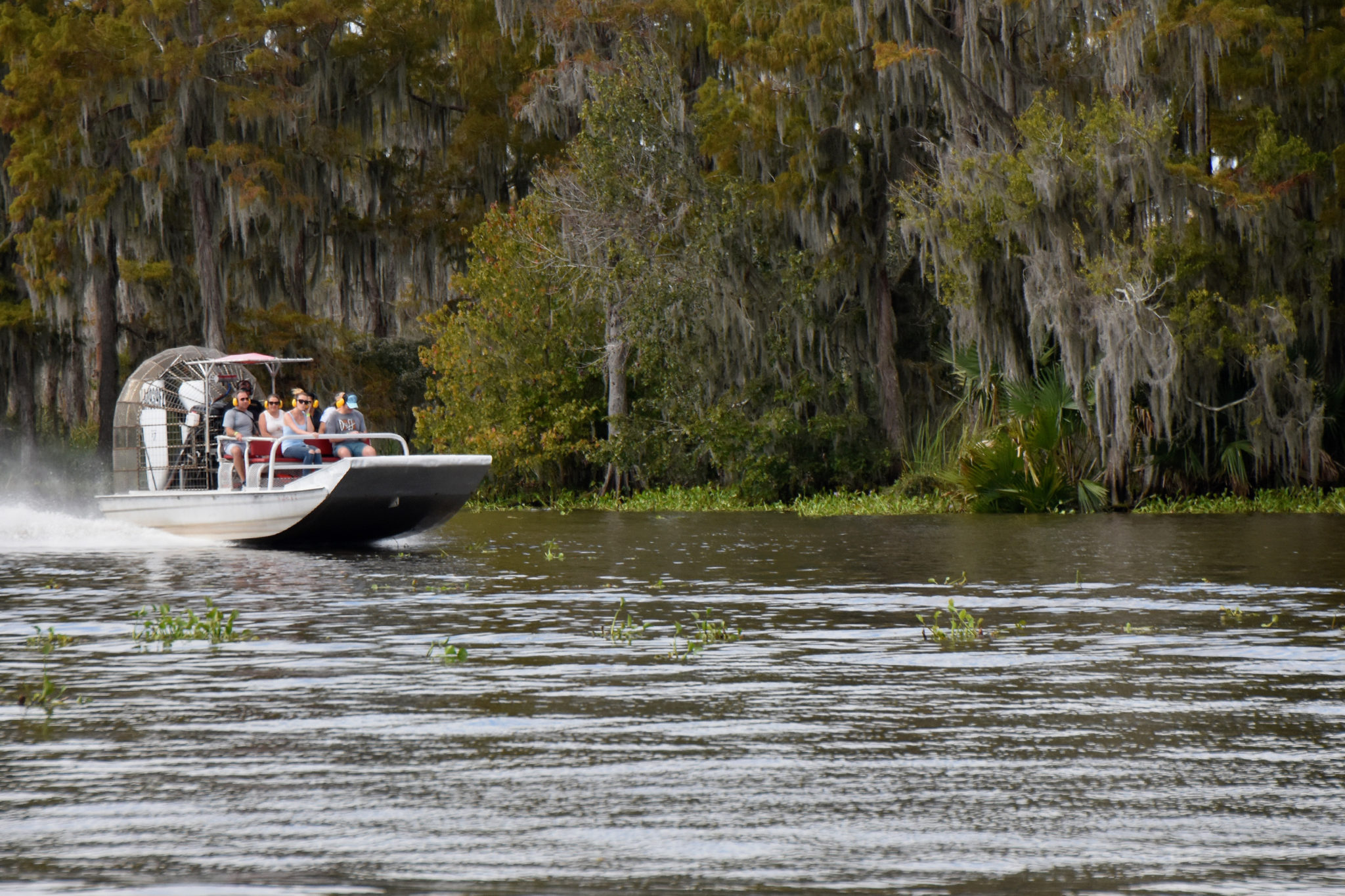 swamp tour during mardi gras