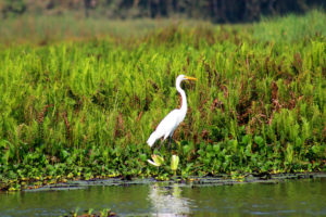 heron on an airboat tour in new orleans
