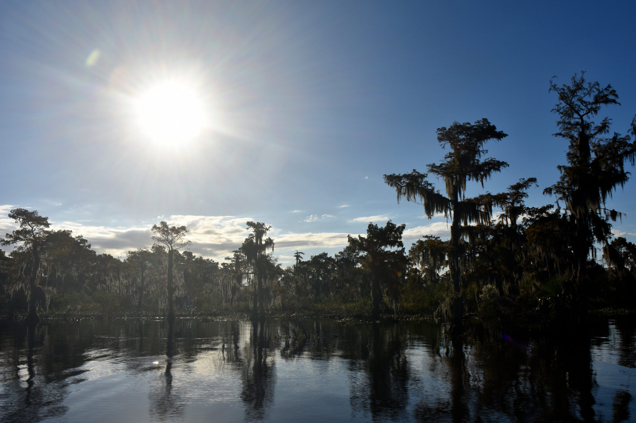 tours in new orleans, swamp tours in new orleans