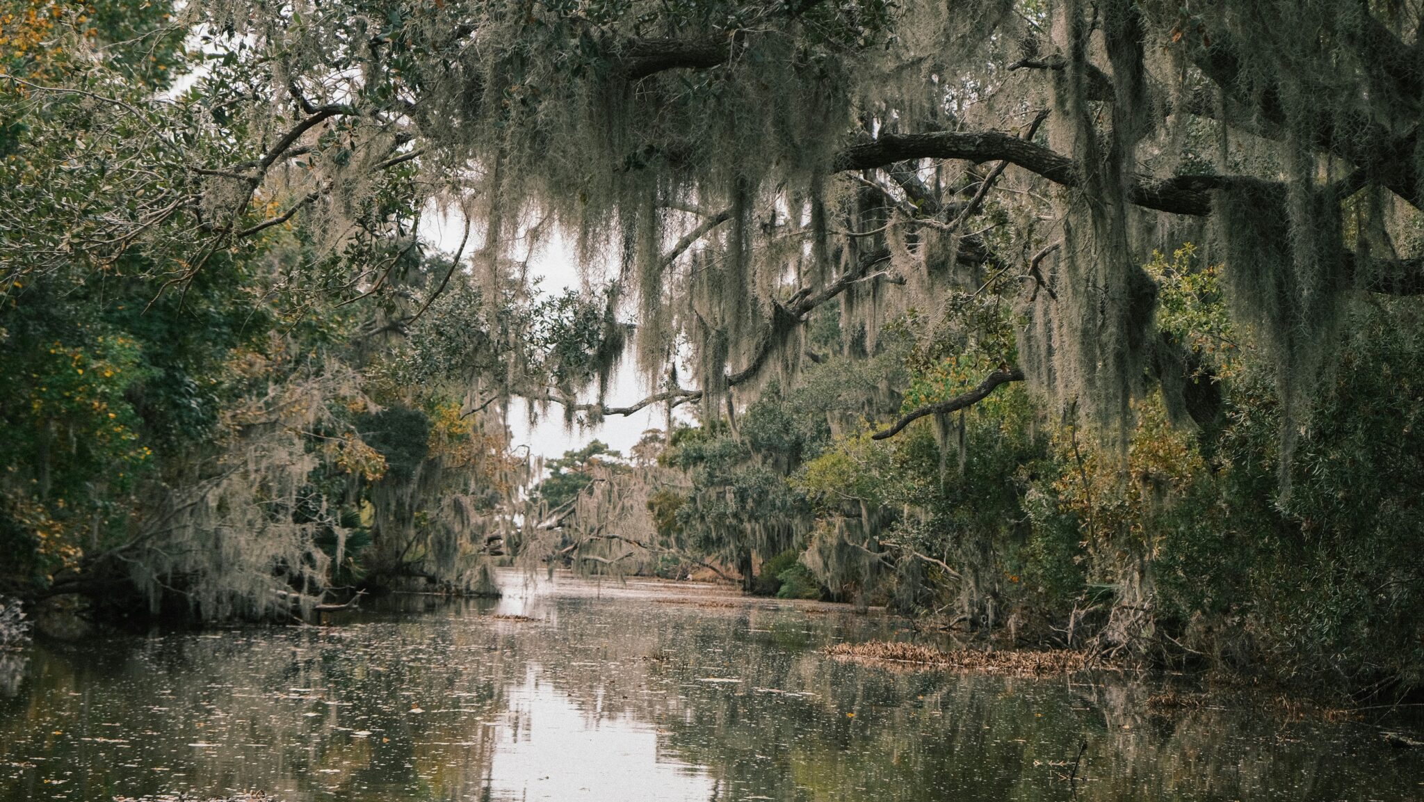 a swamp in Louisiana