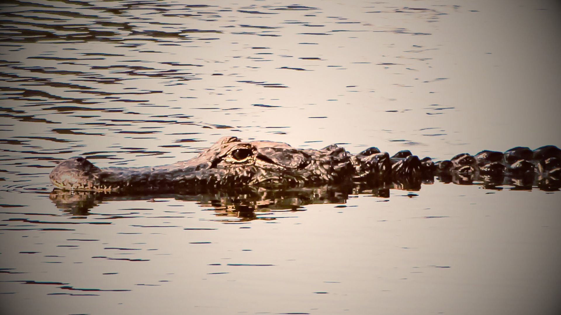 an side view of an alligator in the swamp
