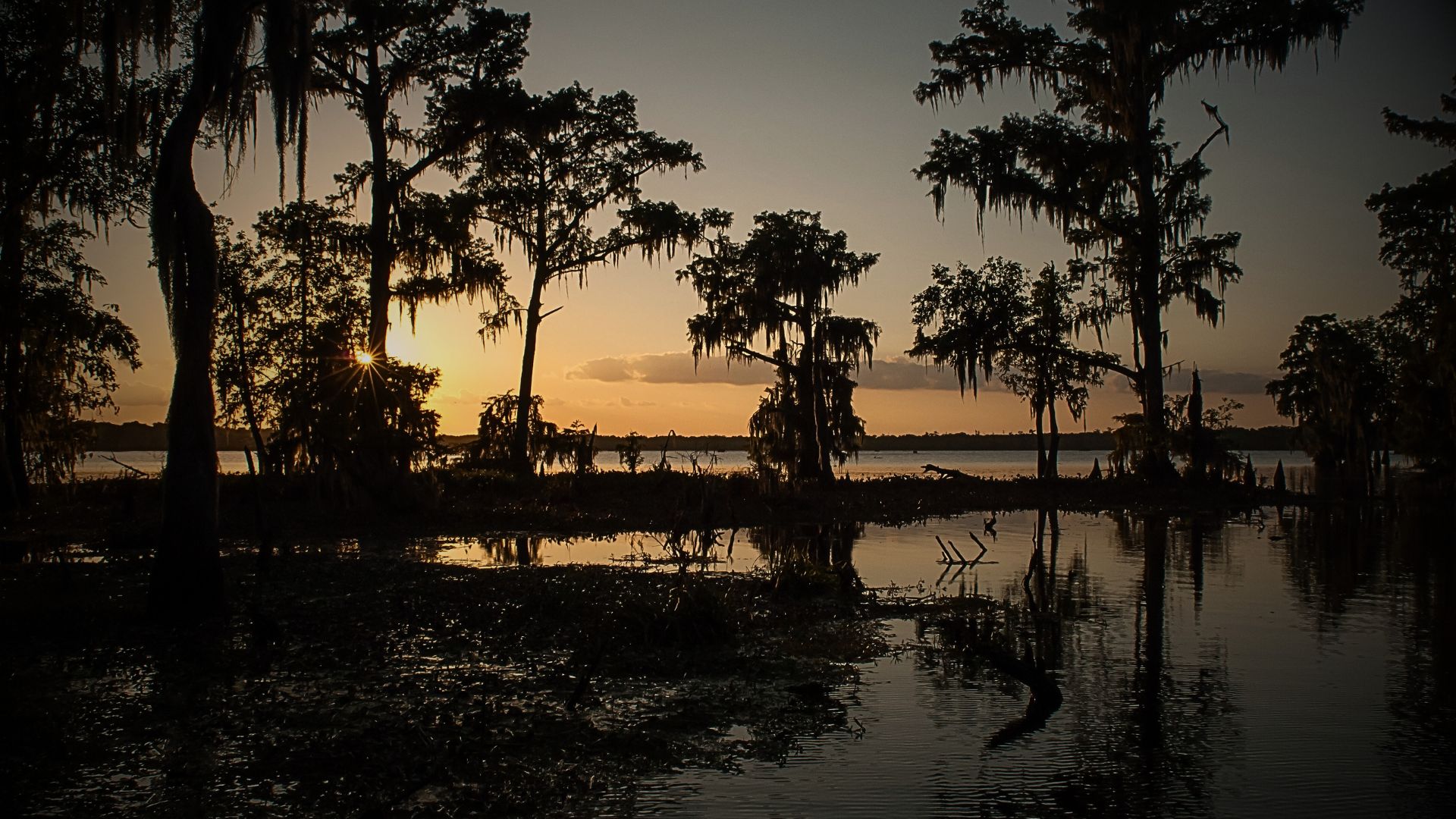 the swamp during the sunset