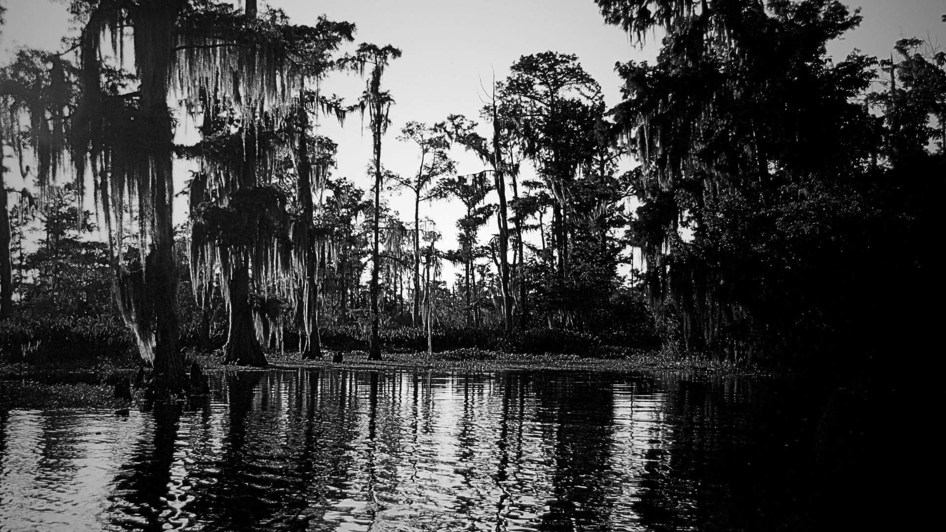 the swamp in black and white