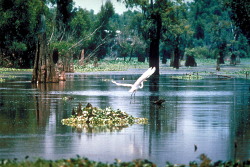 louisiana swamp tour