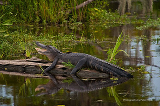 Come see the beautiful bayous and swamps with Airboat Adventures.