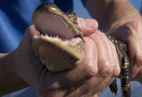Come see alligators and other cajun wildlife on a tour through Louisiana's swamps.