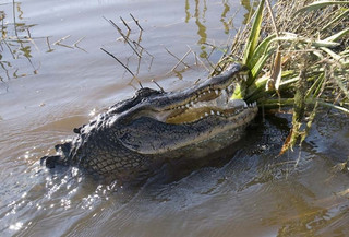 Come see alligators like this in the swamps with Airboat Adventures!