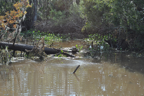 See alligators in their natural habitat on an airboat tour through the swamps.