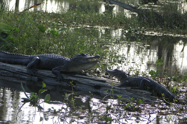 Witness alligators living in Louisiana's swamps with Airboat Adventures.