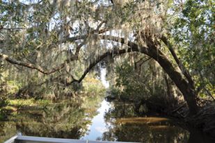Witness beautiful natural swamp scenes with Airboat Adventures.