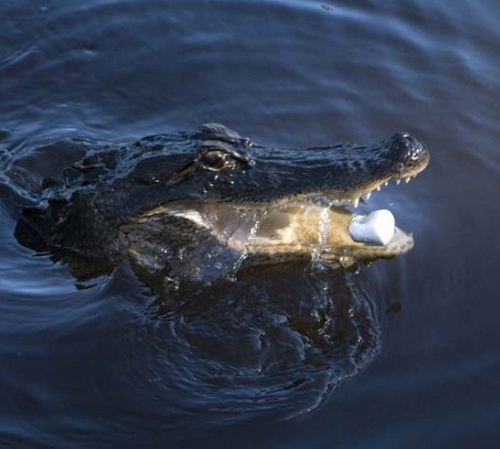 Gator Feeding , Louisiana Aligator Tours