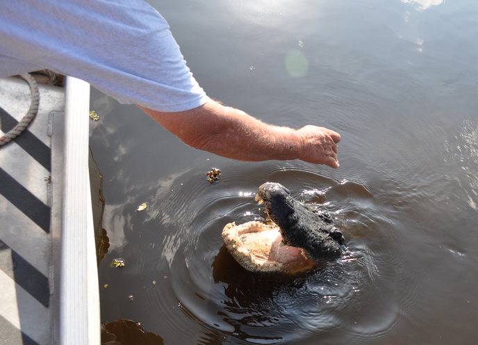 feed an alligator swamp boat tour new orleans