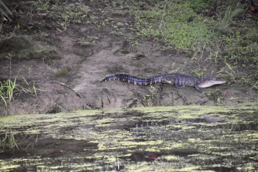Alligators in the Swamp