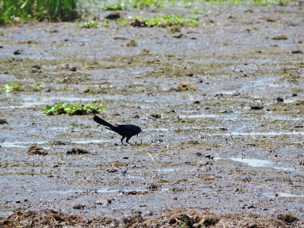 Visit us at Airboat Adventures