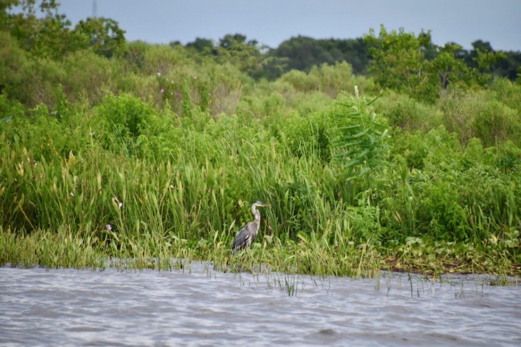 See the vast wildlife!