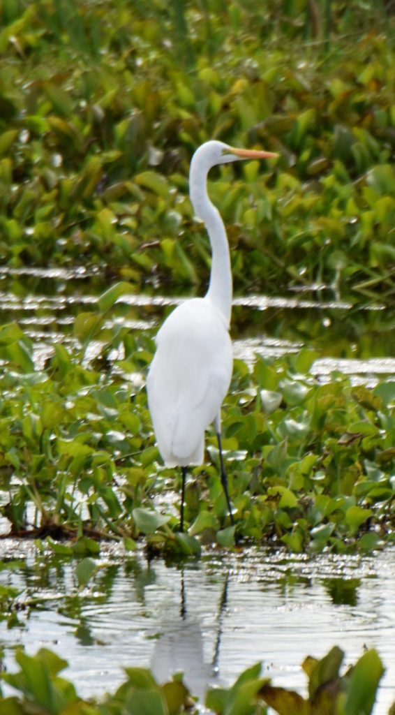egret