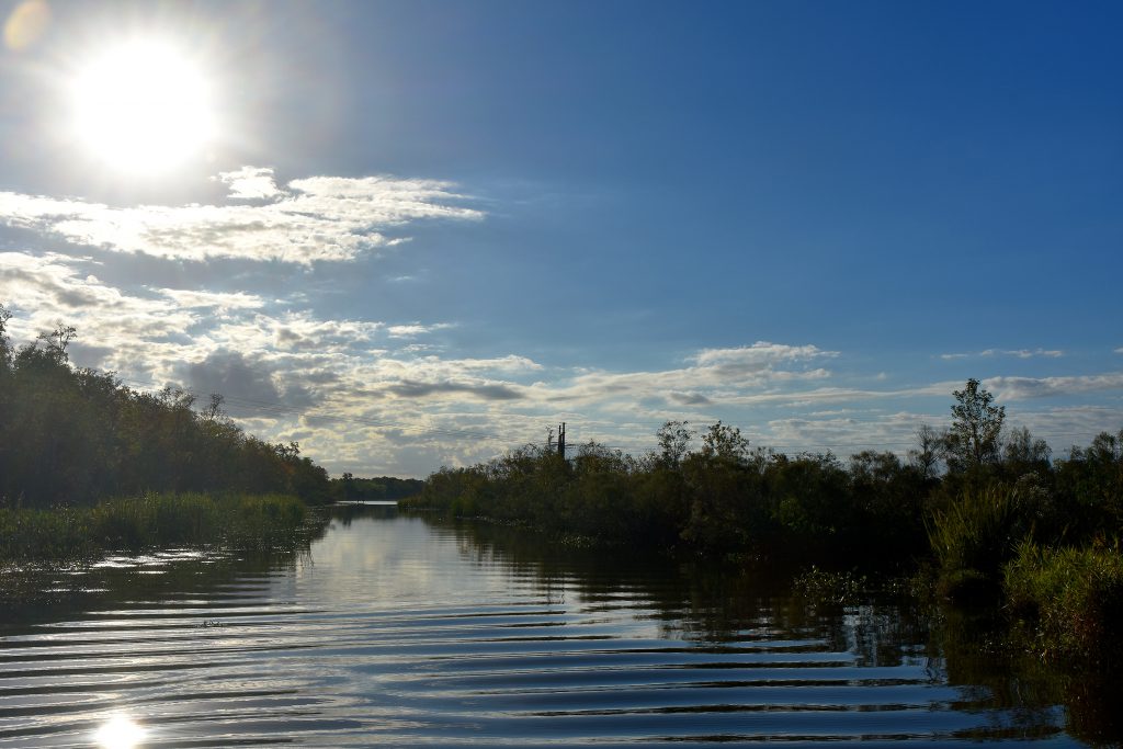 beautiful views of the swamp in louisiana