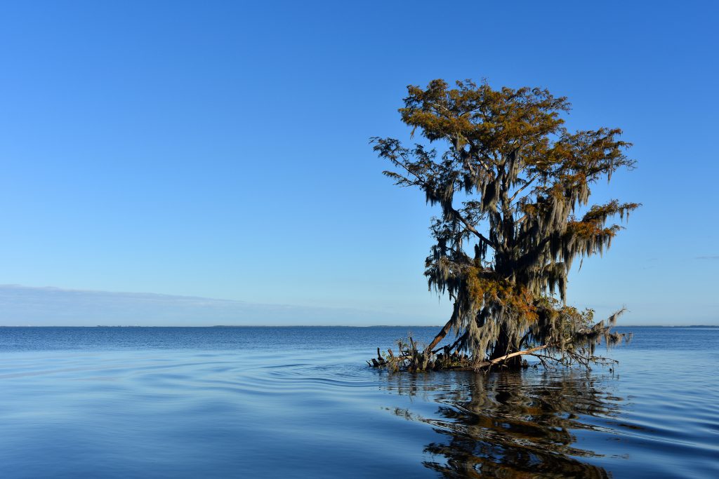 swamp tour photos in southeastern louisiana