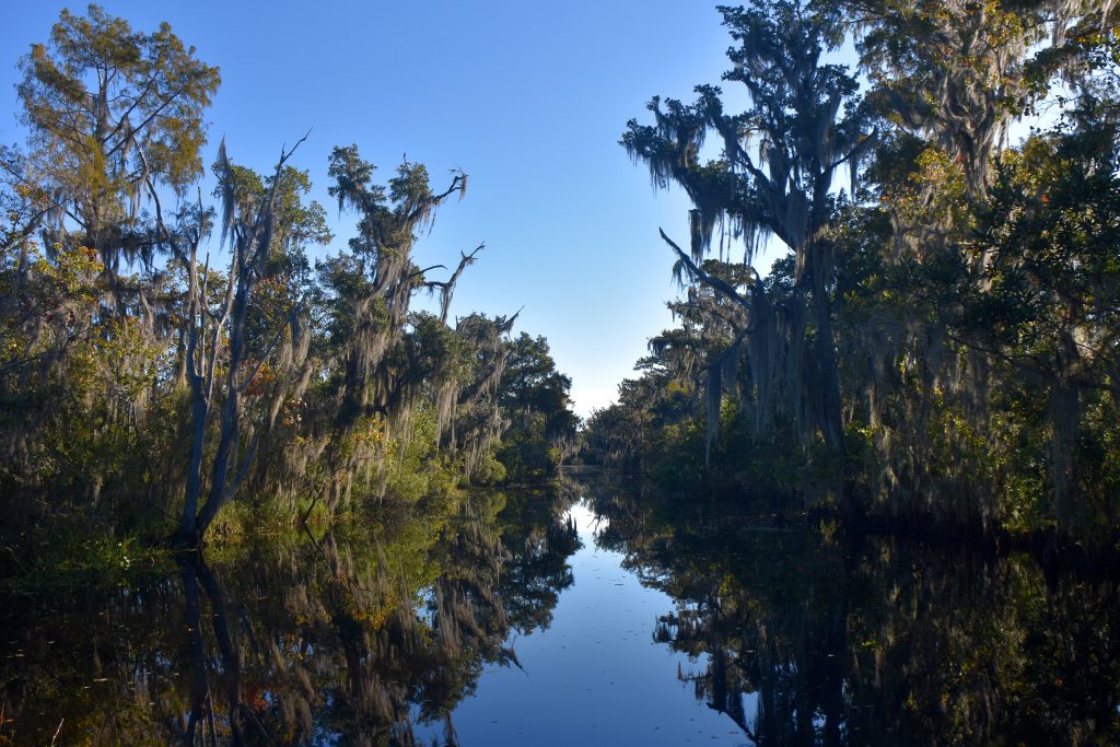 swamp tour on an airboat in new orleans