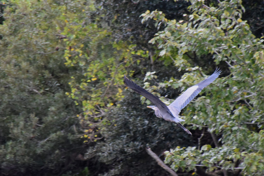 bird in louisiana swamp