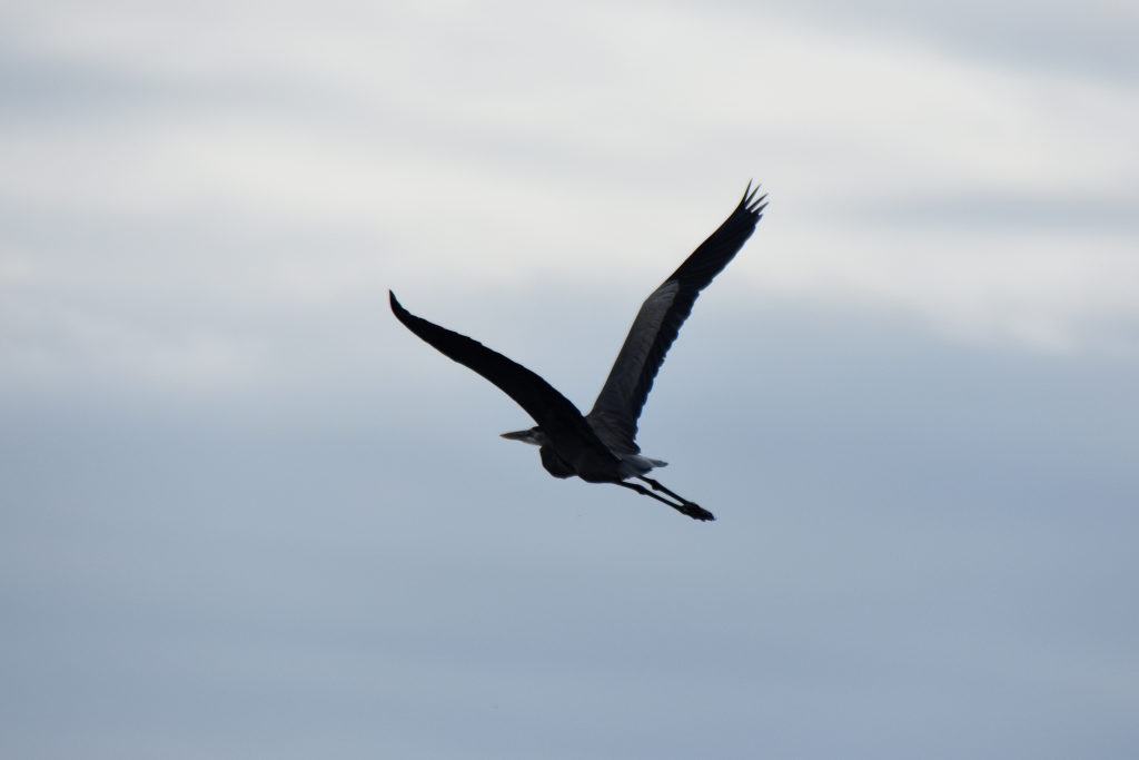 bird photo on new orleans swamp tour