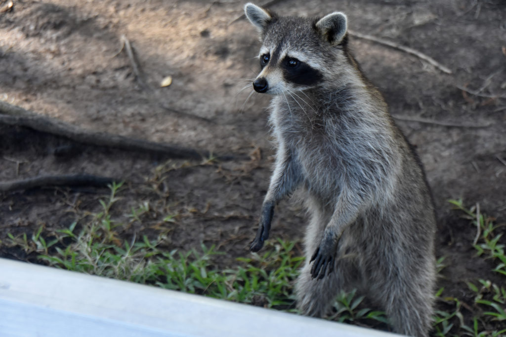 raccoon in New Orleans